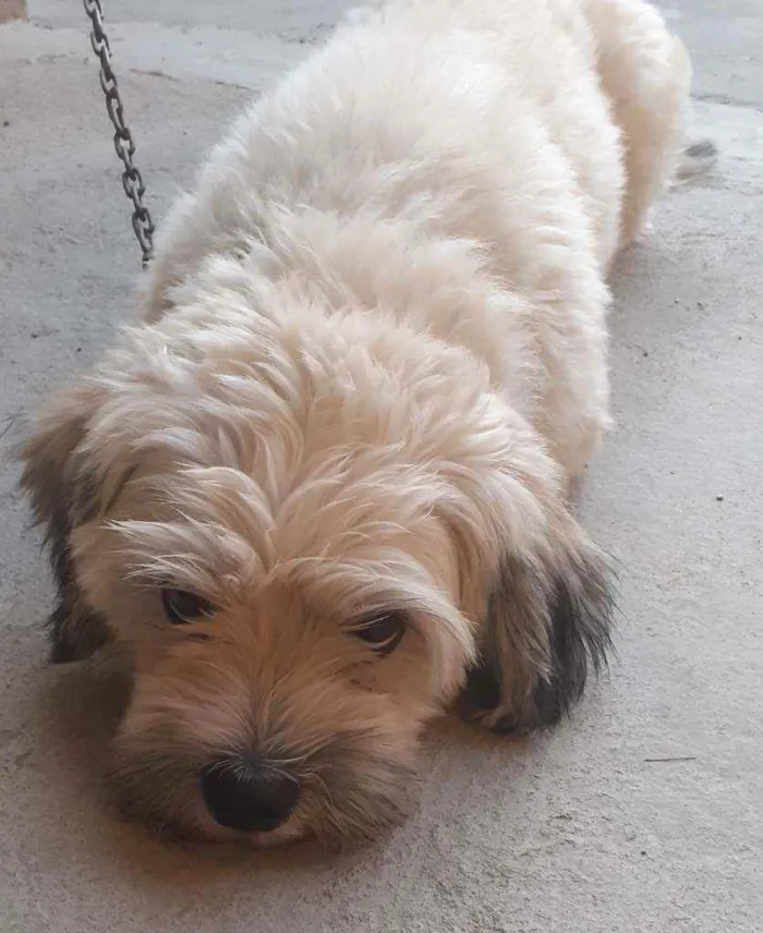 Cachorro raça Lhasa Apso idade 2 anos nome Napoleão III