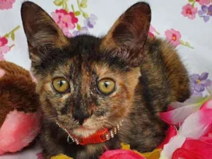 Gato raça SRD idade 2 a 6 meses nome LIZZIE 