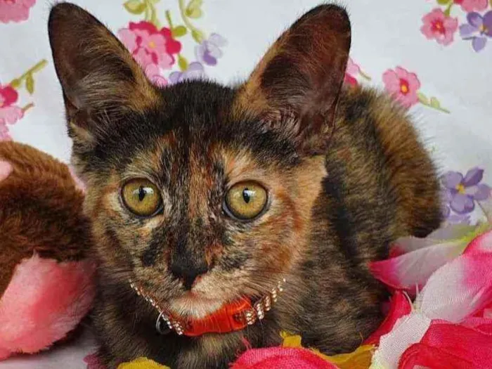 Gato ra a SRD idade 2 a 6 meses nome LIZZIE 