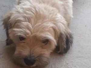 Cachorro raça Lhasa Apso idade 2 anos nome Napoleão III