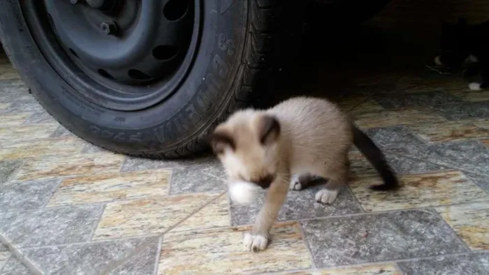 Gato ra a  idade Abaixo de 2 meses nome Sem nome