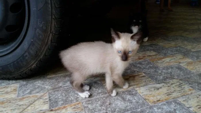 Gato ra a  idade Abaixo de 2 meses nome Sem nome