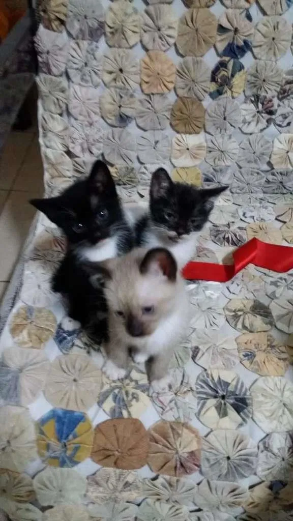 Gato ra a  idade Abaixo de 2 meses nome Sem nome