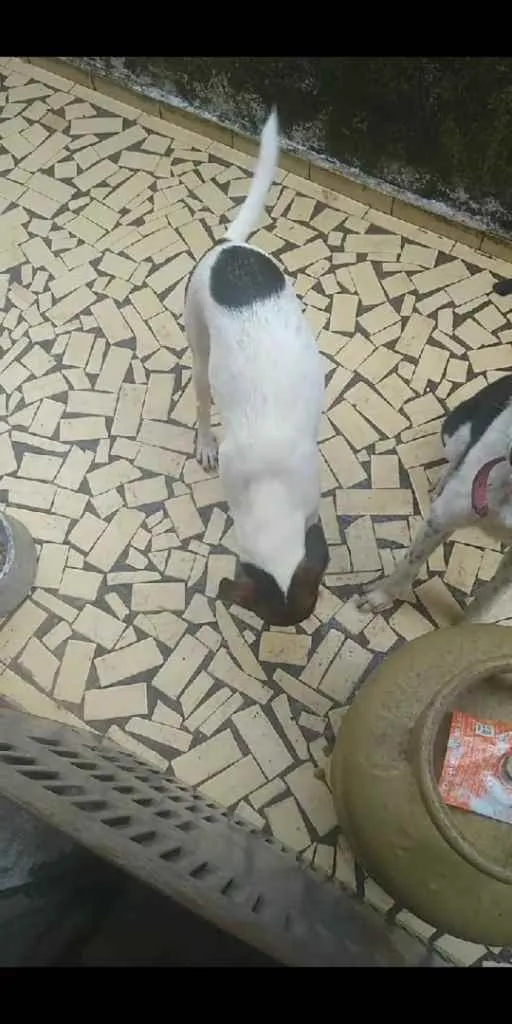Cachorro ra a Raça indefinida idade 1 ano nome Kyra