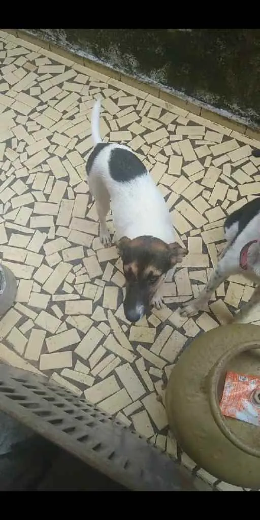 Cachorro ra a Raça indefinida idade 1 ano nome Kyra