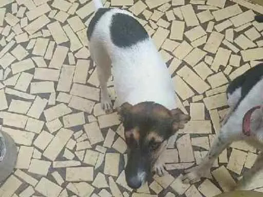 Cachorro ra a Raça indefinida idade 1 ano nome Kyra