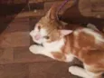 Gizmo