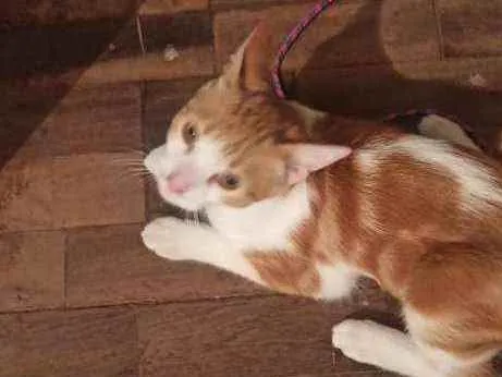 Gato ra a SRD idade 2 a 6 meses nome Gizmo
