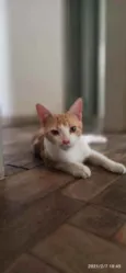 Gizmo