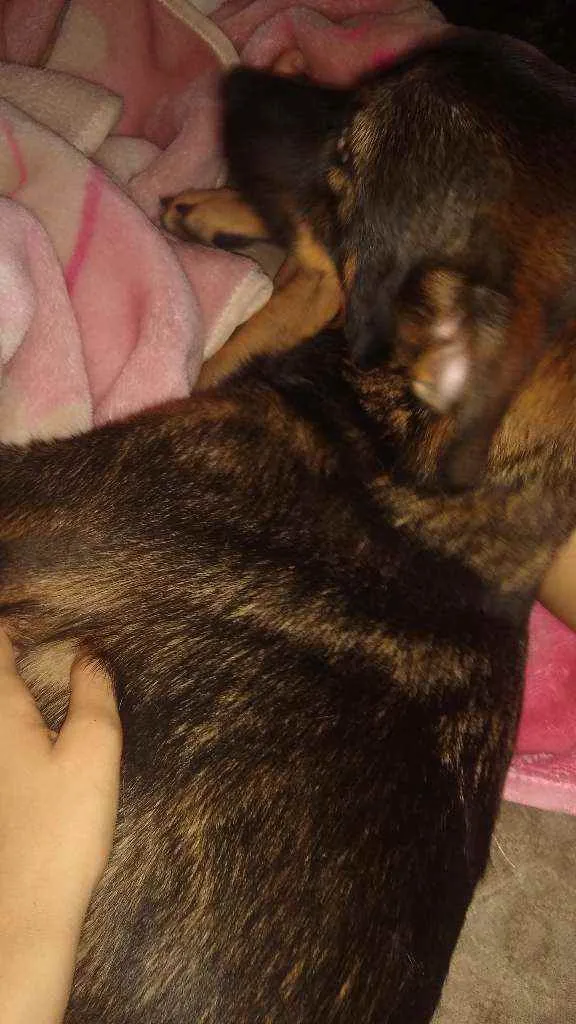 Cachorro ra a Raça indefinida idade 7 a 11 meses nome Thor 