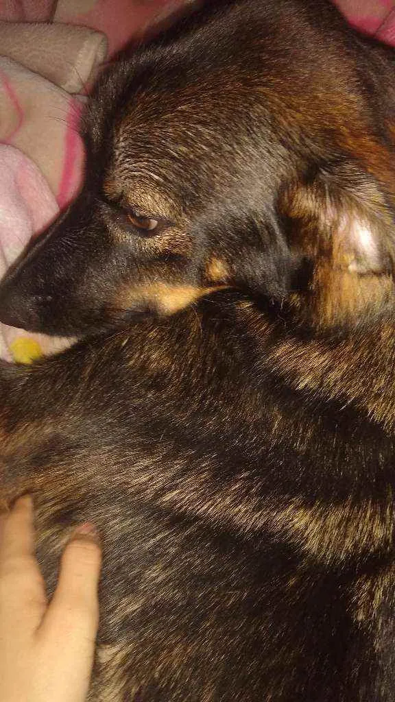 Cachorro ra a Raça indefinida idade 7 a 11 meses nome Thor 