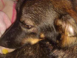Cachorro raça Raça indefinida idade 7 a 11 meses nome Thor 
