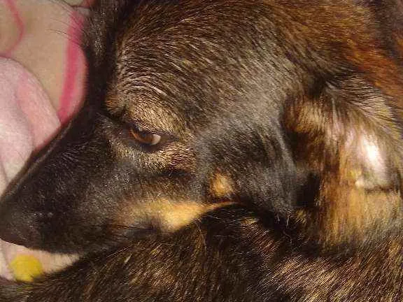 Cachorro ra a Raça indefinida idade 7 a 11 meses nome Thor 