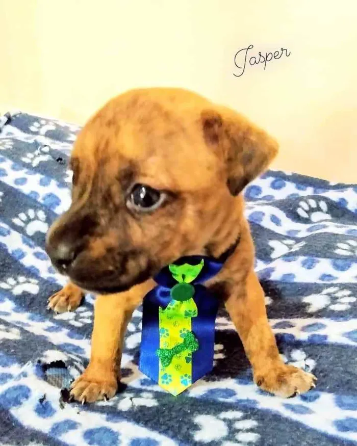 Cachorro raça Srd idade Abaixo de 2 meses nome Filhotes Crepúsculo
