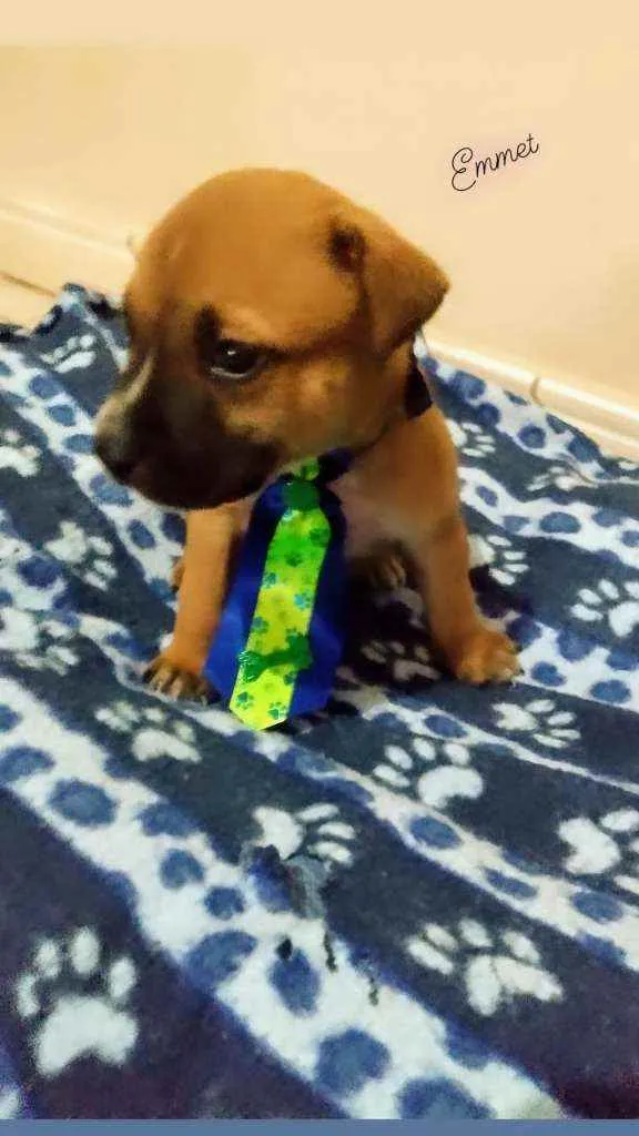 Cachorro raça Srd idade Abaixo de 2 meses nome Filhotes Crepúsculo