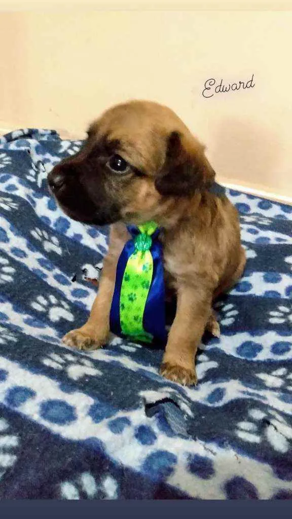 Cachorro raça Srd idade Abaixo de 2 meses nome Filhotes Crepúsculo