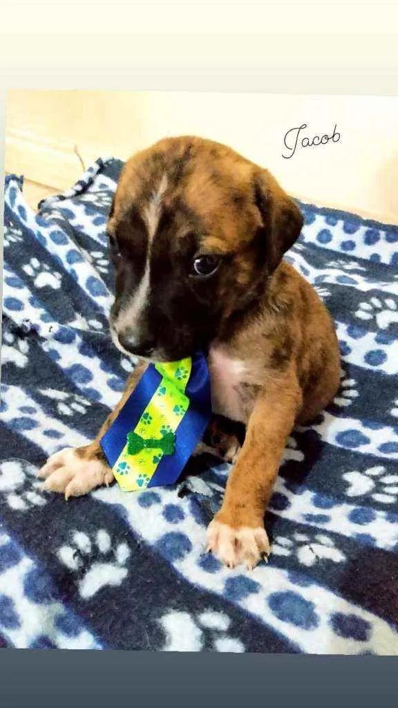 Cachorro raça Srd idade Abaixo de 2 meses nome Filhotes Crepúsculo