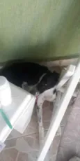 Mole 