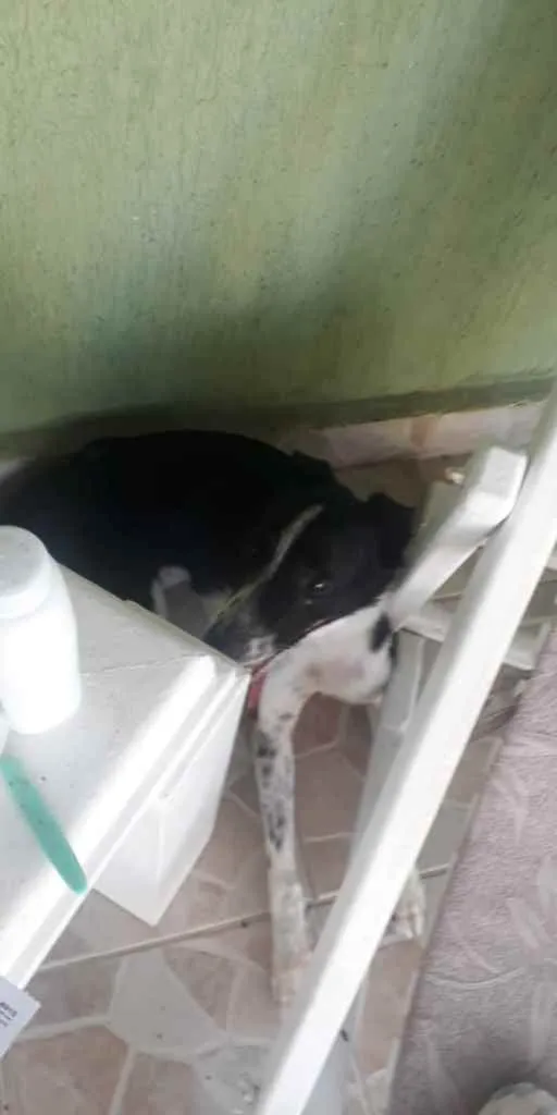 Cachorro ra a Boder collie com vira lata idade 7 a 11 meses nome Mole 