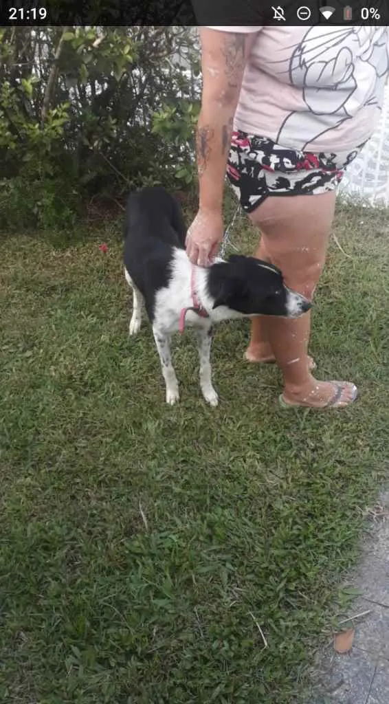 Cachorro ra a Boder collie com vira lata idade 7 a 11 meses nome Mole 