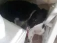 Mole 