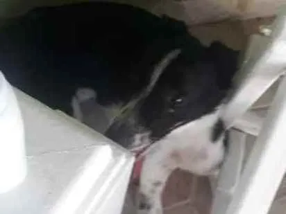 Cachorro ra a Boder collie com vira lata idade 7 a 11 meses nome Mole 