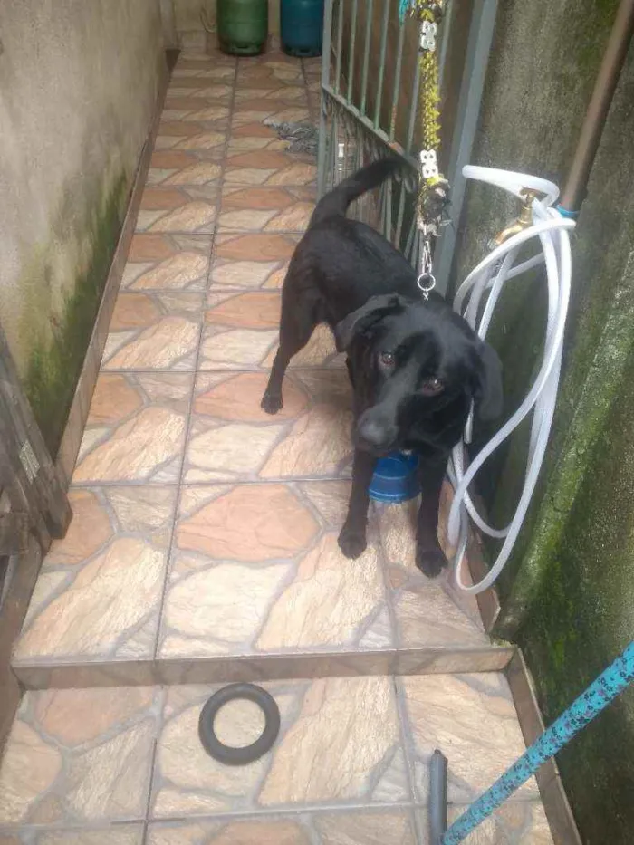 Cachorro ra a Labrador idade 2 anos nome Thor