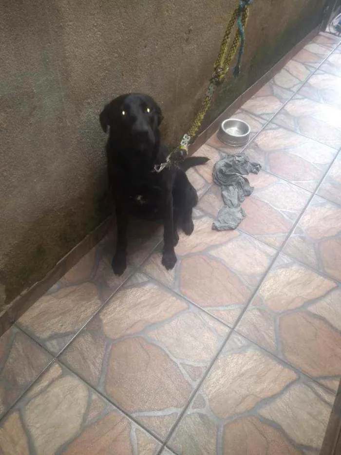 Cachorro ra a Labrador idade 2 anos nome Thor