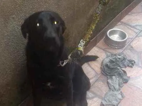 Cachorro ra a Labrador idade 2 anos nome Thor