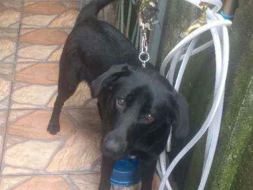 Cachorro ra a Labrador idade 2 anos nome Thor