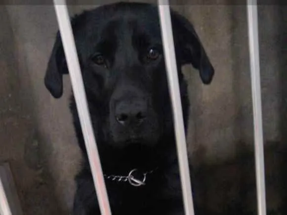 Cachorro ra a Labrador idade 2 anos nome Thor