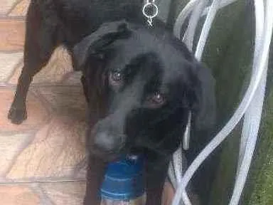 Cachorro ra a Labrador idade 2 anos nome Thor