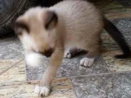 Gato ra a ND idade Abaixo de 2 meses nome Sem nome