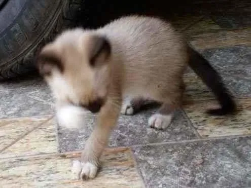 Gato ra a  idade Abaixo de 2 meses nome Sem nome