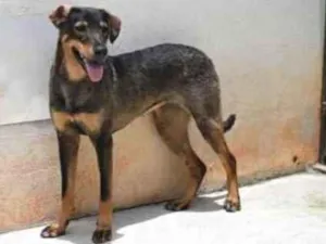 Cachorro raça Vira lata  idade 1 ano nome Mary