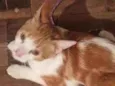 Gizmo