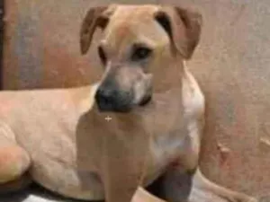 Cachorro raça Vira lata  idade 1 ano nome Alvaro 