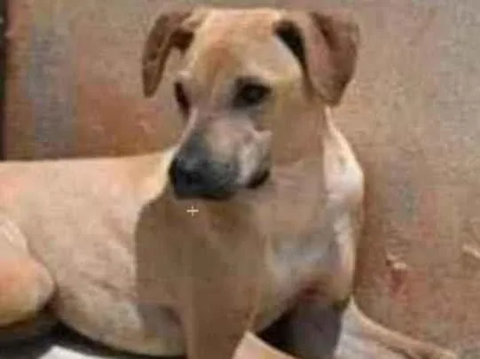 Cachorro raça Vira lata  idade 1 ano nome Alvaro 