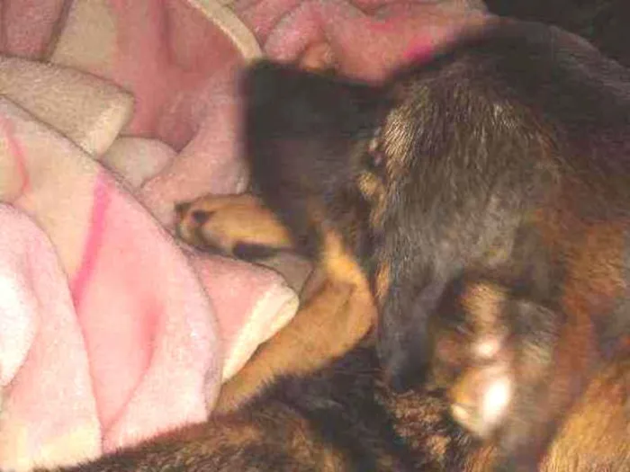 Cachorro ra a Raça indefinida idade 7 a 11 meses nome Thor 