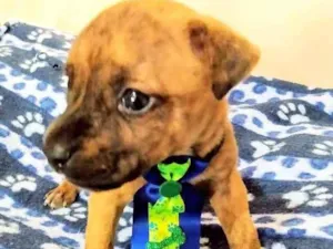 Cachorro raça Srd idade Abaixo de 2 meses nome Filhotes Crepúsculo