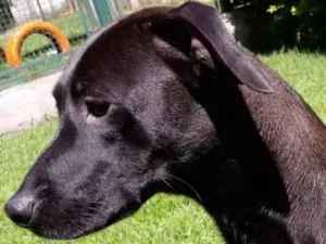 Cachorro raça Mestiça galgo  idade 1 ano nome Lilich