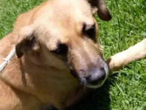 Cachorro raça Vira lata  idade 3 anos nome Adriana 