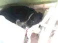 Mole 