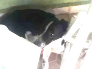 Cachorro raça Boder collie com vira lata idade 7 a 11 meses nome Mole 