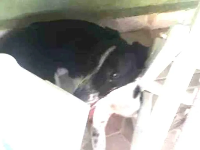 Cachorro ra a Boder collie com vira lata idade 7 a 11 meses nome Mole 