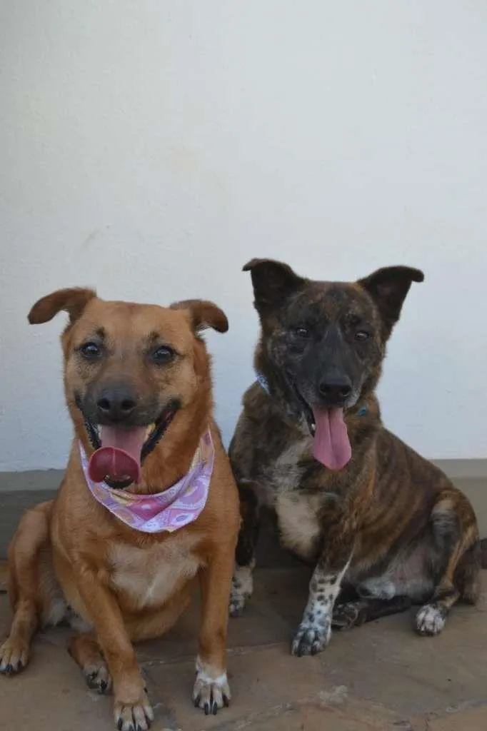 Cachorro ra a SRD-ViraLata idade 4 anos nome Zilú e Zezé