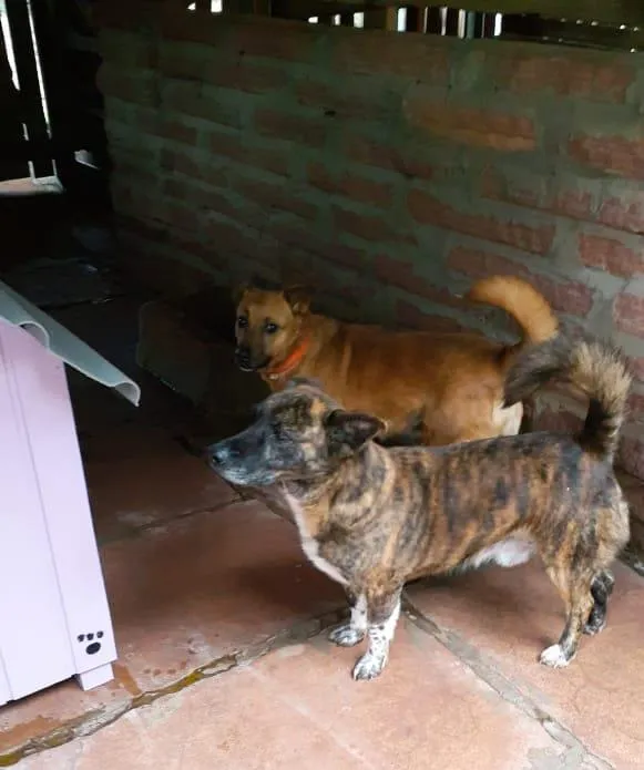 Cachorro ra a SRD-ViraLata idade 4 anos nome Zilú e Zezé