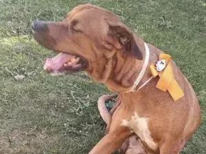 Cachorro raça Leão da Rodésia  idade 3 anos nome Pisca 