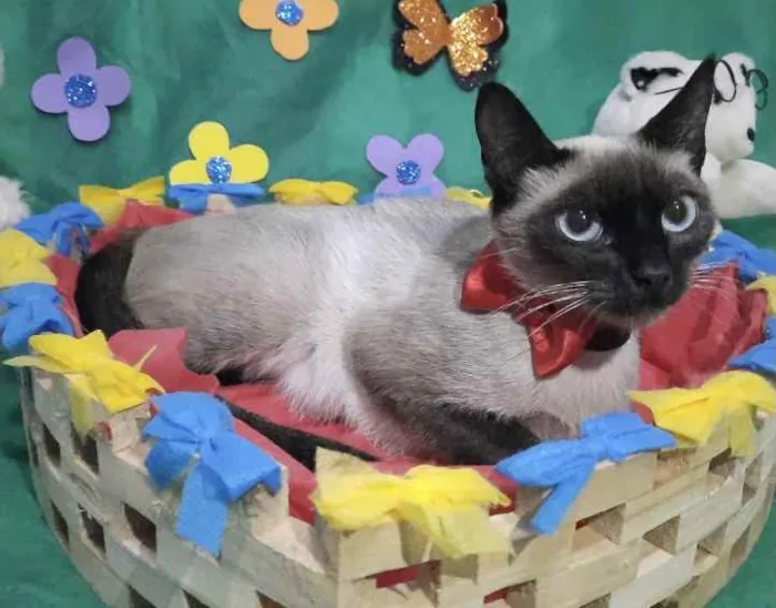 Gato ra a Siamesa  idade 7 a 11 meses nome Zoe 