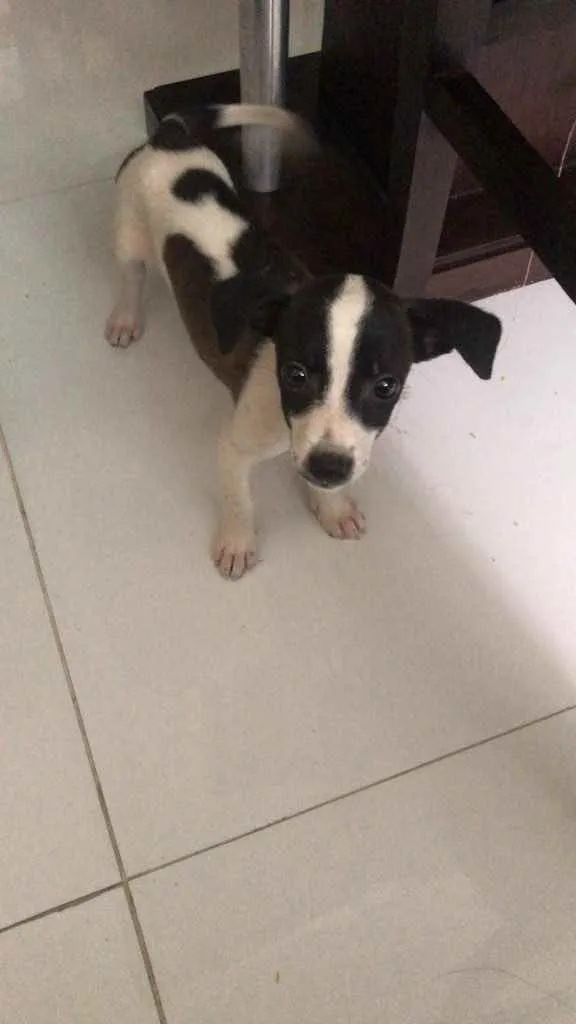 Cachorro ra a SRD idade 2 a 6 meses nome Amora
